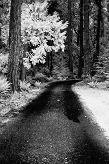 Road Collection: USA, Washington State, Skagit Valley, Country backroad through forest Date: 31-03-2006