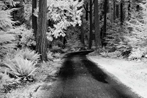 USA, Washington State, Skagit Valley, Country backroad through forest Date: 31-03-2006