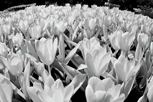USA, Washington State, Skagit Valley, low angle of Tulip mass Date: 06-04-2006