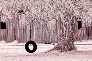 USA, Washington State, Skagit Valley, Old willow tree and tire rope swing Date: 06-04-2006