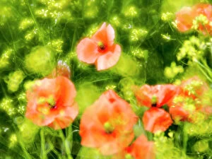 Images Dated 27th April 2021: USA, Washington State, Spring Fire Poppies