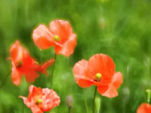 Images Dated 27th April 2021: USA, Washington State, Spring Fire Poppies close up