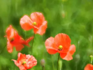 Fire Prints: USA, Washington State, Spring Fire Poppies close up Date: 11-06-2020