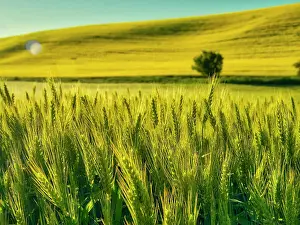 USA, Washington State, Winter wheat field close up Date: 23-06-2020