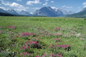 Vetch Prints: USA - Wild Vetch in bloom east side of Glacier National Park, Montana, USA