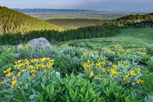 Wyoming Gallery: USA, Wyoming. Arrowleaf balsamroot wildflowers in