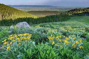 : USA, Wyoming. Arrowleaf balsamroot wildflowers in meadow, summer