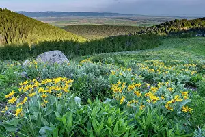 USA, Wyoming. Arrowleaf balsamroot wildflowers in meadow, summer, Caribou-Targhee National Forest Date: 10-07-2019