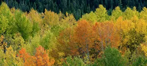 : USA, Wyoming. Autumn aspen, Grand Teton National Park. Date: 26-09-2020