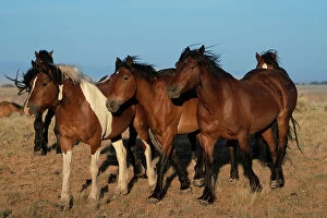 Walking Gallery: USA, Wyoming. Close-up of wild horses walking in desert