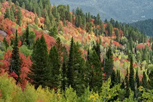 What's New: USA, Wyoming. Colorful autumn foliage of the Caribou-Targhee