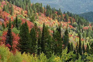 : USA, Wyoming. Colorful autumn foliage of the Caribou-Targhee National Forest. Date: 22-09-2020