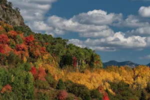 : USA, Wyoming. Colorful autumn foliage of the Caribou-Targhee National Forest. Date: 20-09-2020