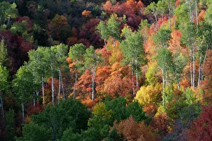 : USA, Wyoming. Colorful autumn foliage of the Caribou-Targhee National Forest. Date: 20-09-2020