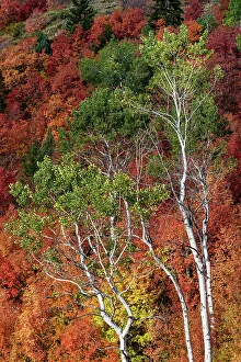 : USA, Wyoming. Colorful autumn foliage of the Caribou-Targhee National Forest. Date: 20-09-2020