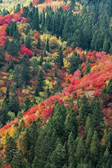 : USA, Wyoming. Colorful autumn foliage of the Caribou-Targhee National Forest. Date: 22-09-2020