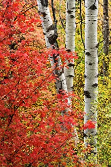 What's New: USA, Wyoming. Colorful autumn foliage of the Caribou-Targhee