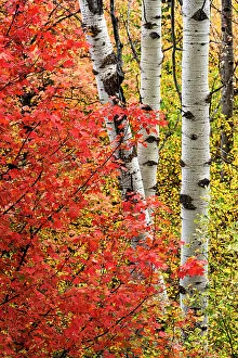 : USA, Wyoming. Colorful autumn foliage of the Caribou-Targhee National Forest. Date: 22-09-2020