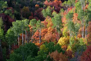 USA, Wyoming. Colorful autumn foliage of the Caribou-Targhee National Forest. Date: 20-09-2020