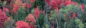 USA, Wyoming. Colorful autumn foliage of the Caribou-Targhee National Forest. Date: 20-09-2020