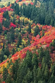 USA, Wyoming. Colorful autumn foliage of the Caribou-Targhee National Forest. Date: 22-09-2020