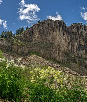 : USA, Wyoming. Field of Columbine wildflowers, and mountain, Jedediah Smith Wilderness Date