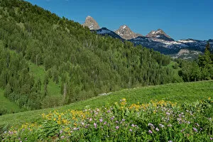 : USA, Wyoming. Geranium and arrowleaf balsamroot wildflowers in meadow west side of Teton