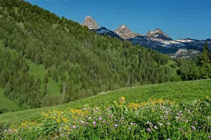 Geranium Prints: USA, Wyoming. Geranium and arrowleaf balsamroot wildflowers in meadow west side of Teton Mountains