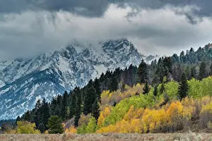 Fall Prints: USA, Wyoming. Landscape of fall Aspen Trees and fall snow on mountain