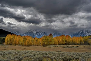 : USA, Wyoming. Landscape of Golden Aspen Trees and snowy peaks