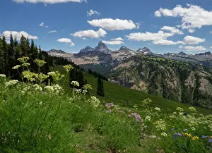 Geranium Prints: USA, Wyoming. Meadow filled with wildflowers in front of Grand Teton