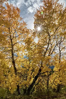 : USA, Wyoming. Sunburst through the autumn aspen, Grand Teton National Park. Date: 26-09-2020
