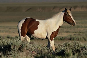 Wyoming Gallery: USA, Wyoming. Wild stallion stands in desert sage brush