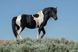 Images Dated 13th July 2021: USA, Wyoming. Wild stallion stands in desert sage brush