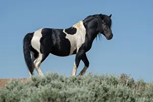 USA, Wyoming. Wild stallion stands in desert sage brush. Date: 09-06-2021