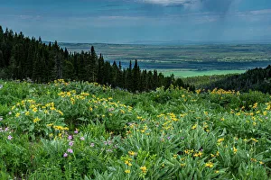 : USA, Wyoming. Wildflowers and view of Teton Valley, Idaho, summer