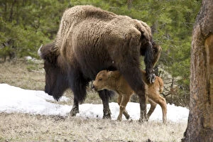 USA, Wyoming, Yellowstone National Park