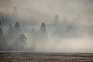 USA, Wyoming, Yellowstone National Park. Early morning fog with light rays through the trees. Date: 08-10-2020