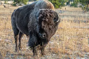 USA, Wyoming, Yellowstone National Park, Upper Geyser Basin. Lone male American bison, aka buffalo with eary morning fall frost. Date: 08-10-2020