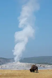 USA, Wyoming, Yellowstone National Park, Upper Geyser Basin. Lone male American bison, aka buffalo, in front of Old Faithful Geyser. Date: 08-10-2020