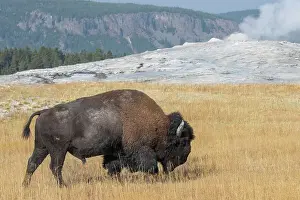 USA, Wyoming, Yellowstone National Park, Upper Geyser Basin. Lone male American bison, aka buffalo, in front of Old Faithful Geyser. Date: 08-10-2020