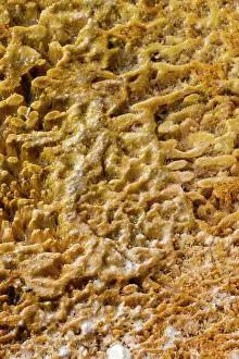 USA, Wyoming, Yellowstone National Park, Black Sand Basin. Detail of colorful thermophile bacteria mat. Date: 08-10-2020