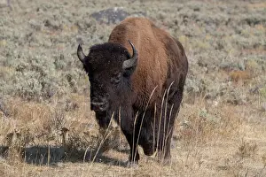 USA, Wyoming, Yellowstone National Park, Lamar Valley. American bison Date: 09-10-2020
