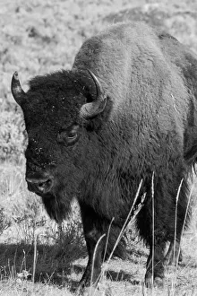 USA, Wyoming, Yellowstone National Park, Lamar Valley. Male American bison Date: 09-10-2020