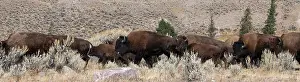 USA, Wyoming, Yellowstone National Park, Lamar Valley. Herd of American bison Date: 09-10-2020