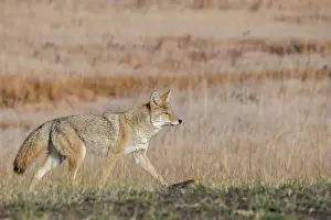 USA, Wyoming, Yellowstone National Park, Biscuit Basin. Coyote Date: 10-10-2020
