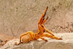 Arachnid Gallery: Usambara Orange Baboon Spider, Pternochilus