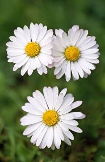 USH-1424 Common DAISY - three flowers