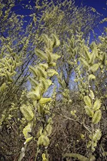 USH-1479 Goat Willow / Great Sallow - Flowering catkins covered in pollen, april