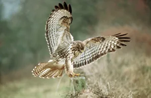 Feather Collection: USH-182 BUZZARD - landing on post Buteo buteo Duncan Usher PLEASE READ OUR LICENCE TERMS